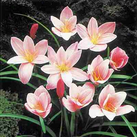 Amaryllis, Miniature