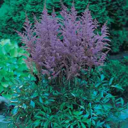 Astilbe, Lavender