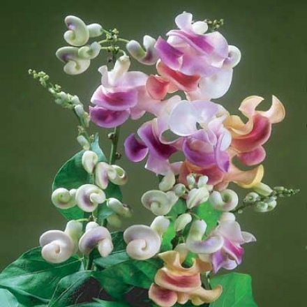 Climbing Shell Vine