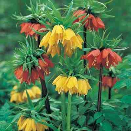 Crown Imperial Collection