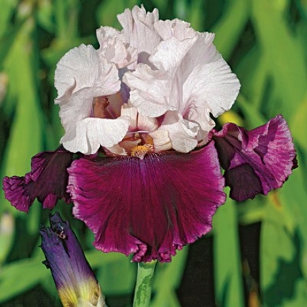Iris, Dawn To Dusk