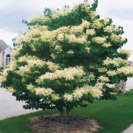 Japanese Tree Lilac