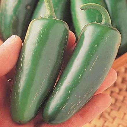 Pepper, Mucho Nacho Jalapeno