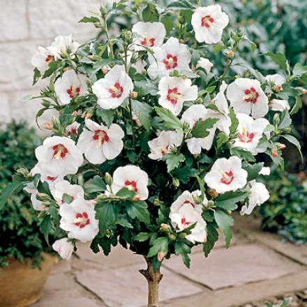 Rose Of Sharon Tree, Red Heart